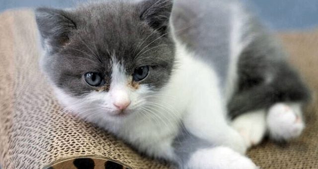 Çinli iş adamı, ölen kedisini 202 bin TL’ye klonlattı