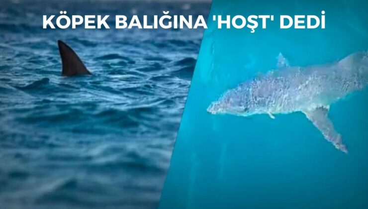 Antalya’da dehşet dolu anlar… Tatilcilerin yüzdüğü plajın 200 metre açığında teknesinde köpek balığını ‘hoşt’ diyerek kovdu