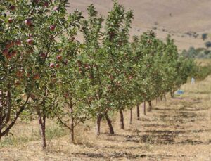 2023’ün son hasadı yapıldı: Tarladan 10 liraya çıkıyor Markette 40 Liraya Satılıyor! Faydaları Saymakla Bitmedi