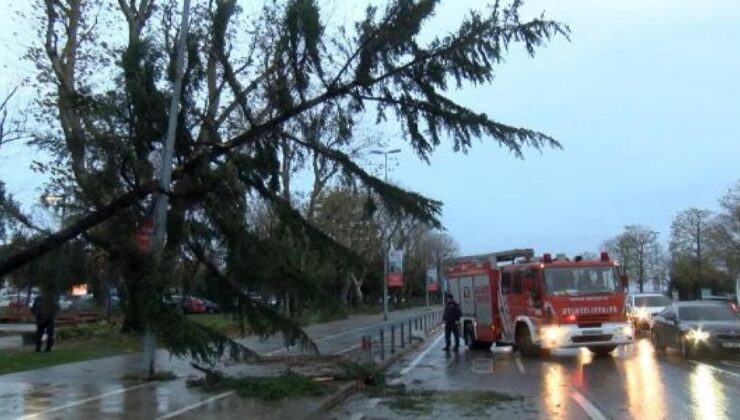 Şiddetli Rüzgar Maltepe’de Ağaç Devirdi