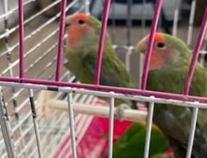 Yabani kuş mezatı baskınında 31 papağan ele geçirildi