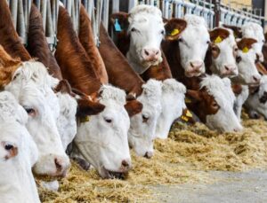 Hayvan hırsızlığına karşı tedbir: Ahırlar güvenlik kameralarıyla izleniyor