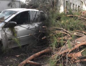 İzmir’de kuvvetli rüzgar! Ağaç arabanın üzerine devrildi