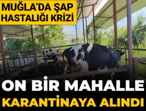 Muğla’da şap hastalığı krizi: On bir mahalle karantinaya alındı