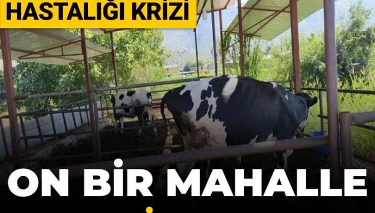 Muğla’da şap hastalığı krizi: On bir mahalle karantinaya alındı