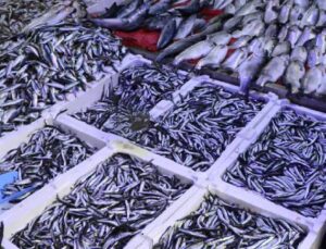 Bulgaristan açıklarında ağır halde bulunuyor: Avlanarak piyasaya sunuluyor