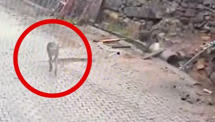 Kurt karnını doyurmak için mahalleye indi