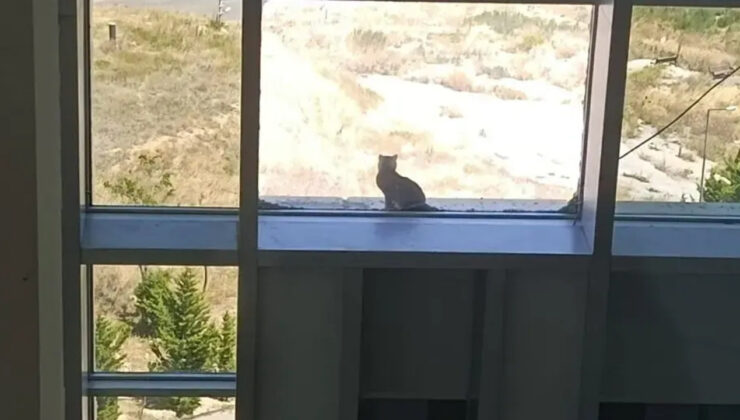 16 metre yüksekte yürek ısıtan kedi kurtarma operasyonu